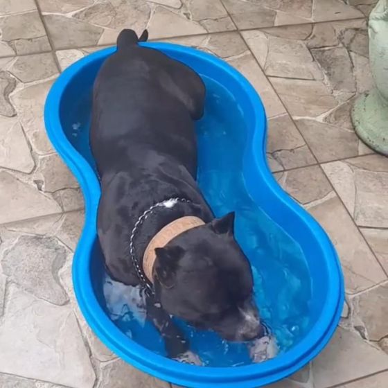 Cachorro se refrescando na piscininha